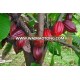 cocoa beans wholesales 2015